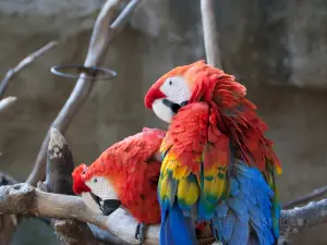 聖塔芭芭拉動物園