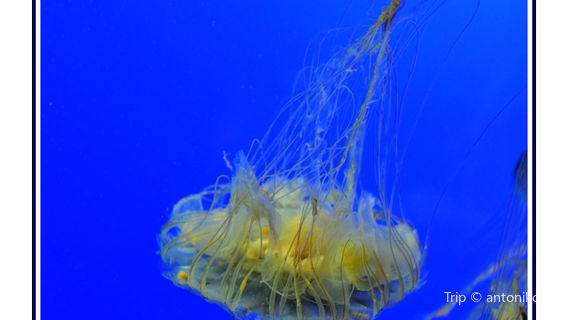 Aquarium de La Rochelle
