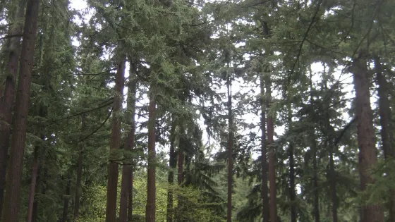 Mt. Tabor Park