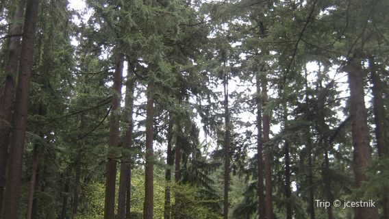 Mt. Tabor Park