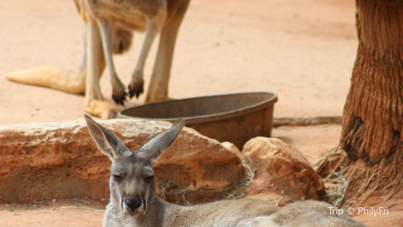 Зоопарк Сан-Антонио