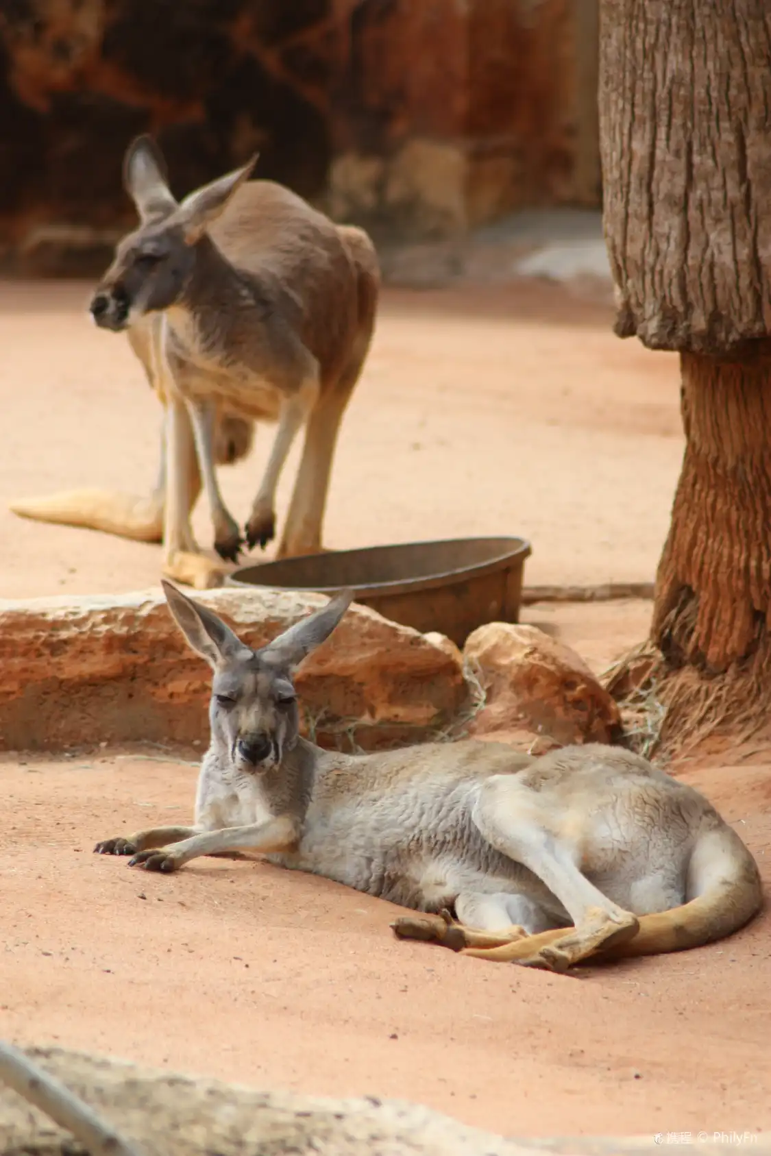 Hotels near San Antonio Zoo