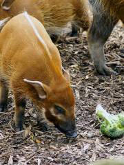 レッド・リバー動物園