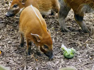 レッド・リバー動物園