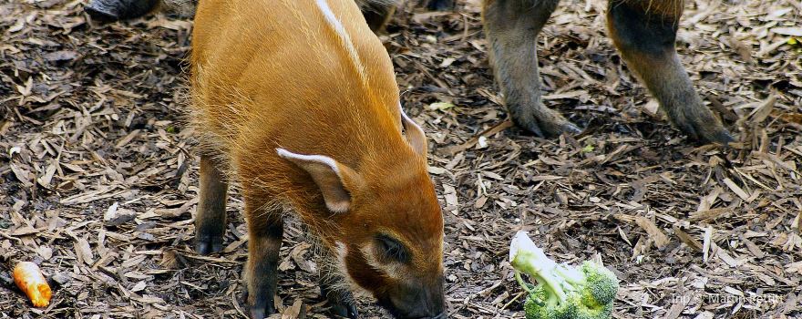 Red River Zoo