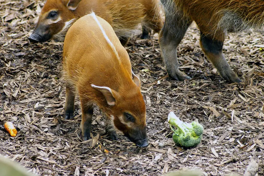 Red River Zoo