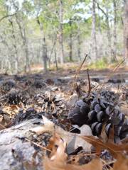 Carolina Beach State Park