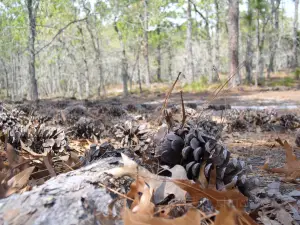 Carolina Beach State Park