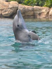 Dolphin Discovery Tulum-Akumal