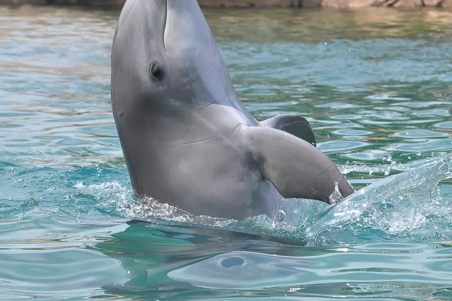 Dolphin Discovery Tulum-Akumal