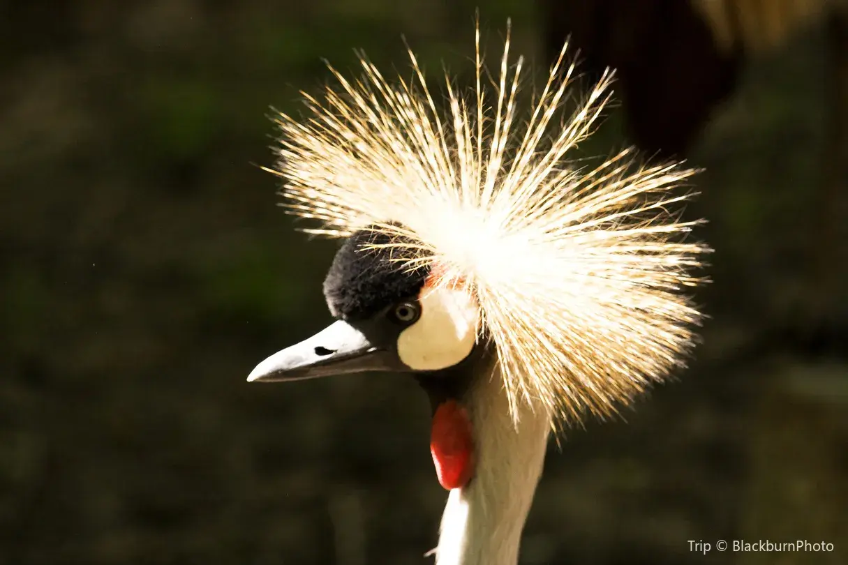 4_Kansas City Zoo & Aquarium
