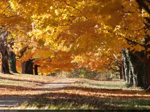Maymont