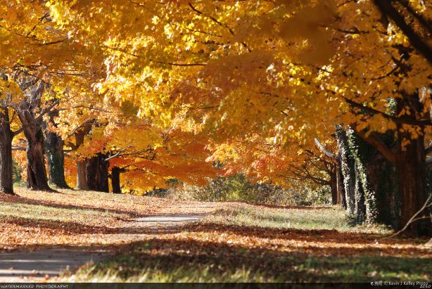 Maymont