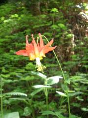 Limekiln State Park