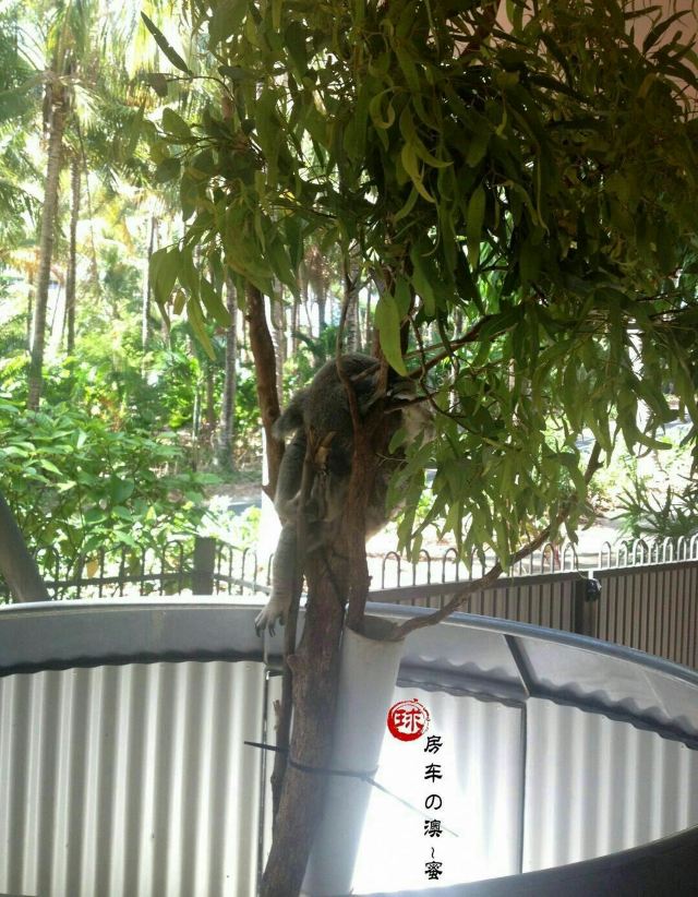 漢密爾頓島野生動物園
