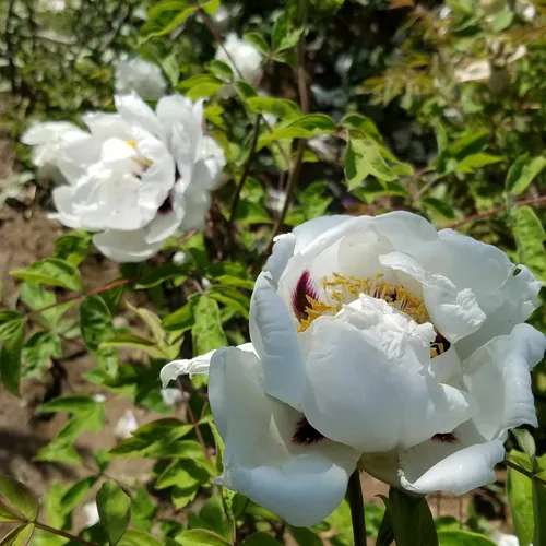 臨夏鳳凰山牡丹基地