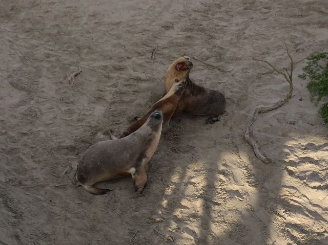 Seal Bay