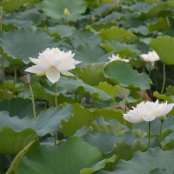 評論圖片 9