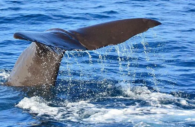 全球觀鯨指南 l 去哪裡邂逅「海洋巨人」？看這篇就對了！