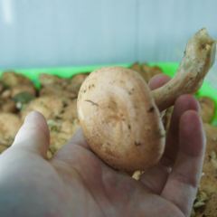 野菌王风干腊排骨 User Photo