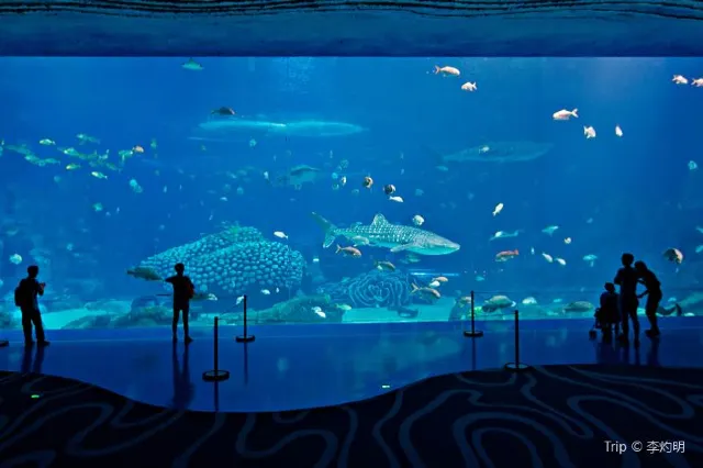 2024 Visit the Best Ocean Theme Park in Zhuhai: Chimelong Ocean Kingdom