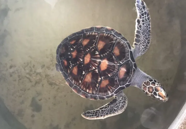 10 Best Beaches to See Sea Turtles in The World