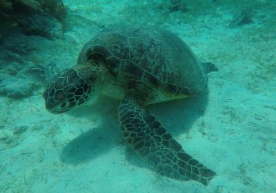 バリカサグ島