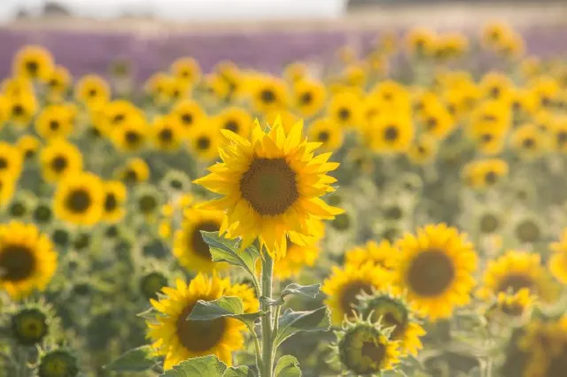 The 8 Places That Makes You Know Better About Van Gogh