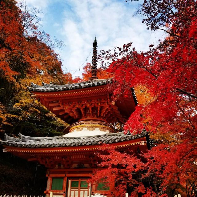 大阪自由行 11月日本賞楓必去 精選10個大阪紅葉景點遊記攻略 Trip Com遊玩攻略 大阪自由行 11月日本賞楓必去 精選10個大阪紅葉景點遊記攻略 Trip Com遊玩攻略