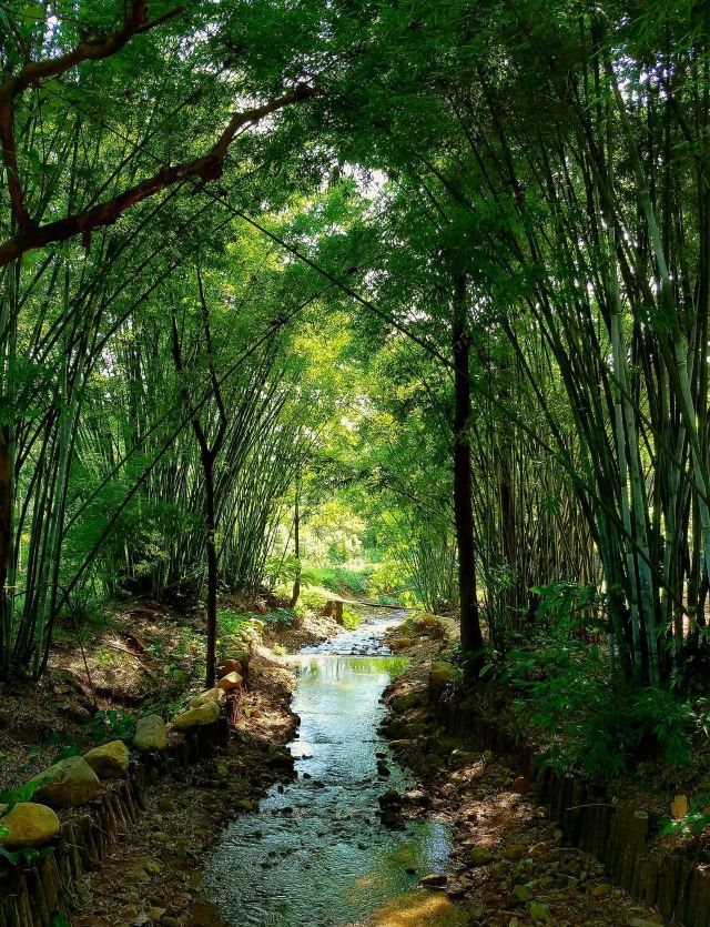 Wenxin Forest Park