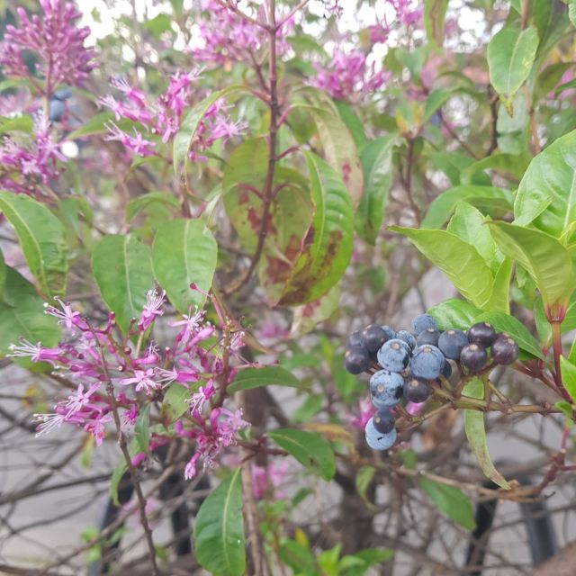 시링쉐산(서령설산)