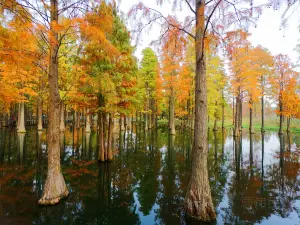 上海青西郊野公園
