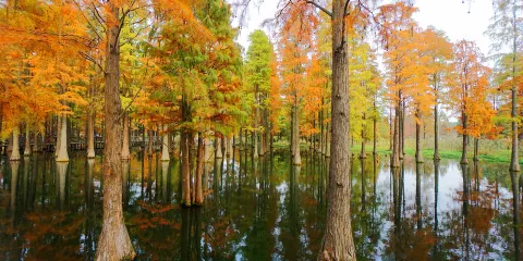 上海青西郊野公園