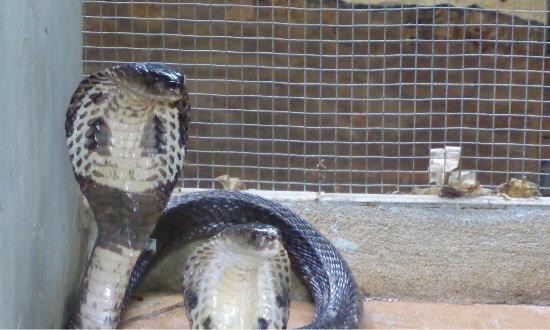 Phuket Cobra Show and Snake Farm