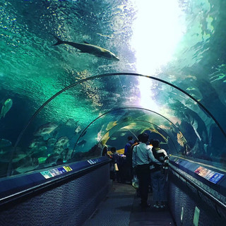 The #shanghai Ocean Aquarium might be one of my favorite tourist attractions in the city. Here, you’ll discover a bunch of #marine life, from fish to ducks and everything in between. The #aquarium is also home to one of the largest exhibits of Yangtze River Delta marine life. One of the coolest parts about the aquarium is the tunnel, where you’re surrounded by lots of different underwater creatures. But my personal favorite part is the jellyfish room!
#wintergetaway
