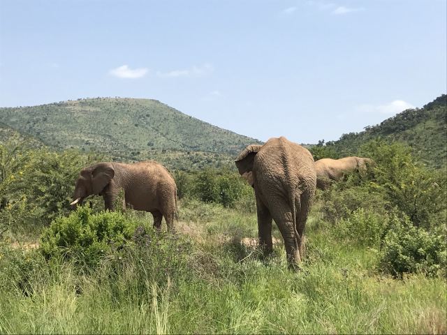 Johannesburg Zoo