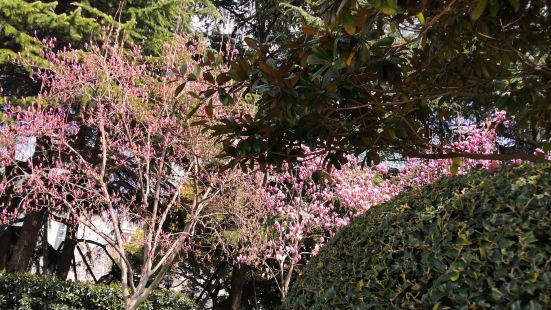 就是春天的时候，偶尔经过江滨公园，看到里面有红红的花朵，就进