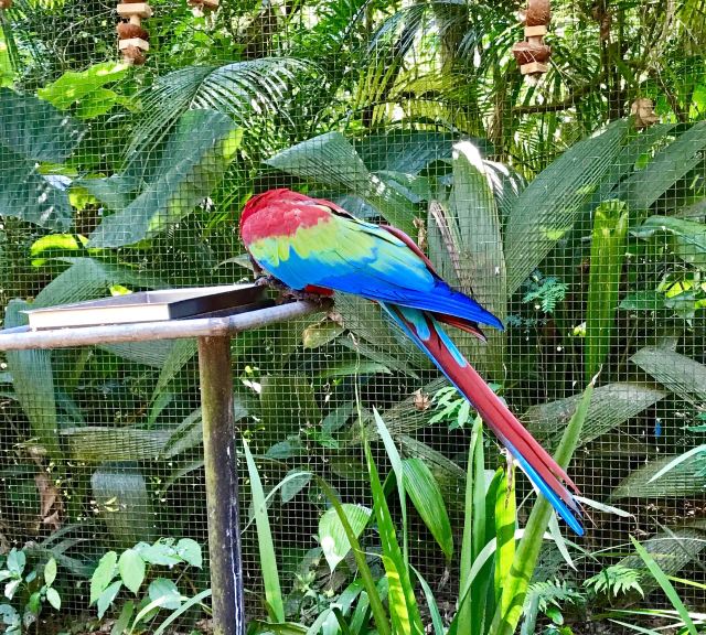 Birds Park