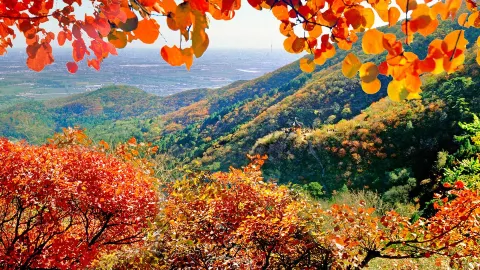 Fall Foliage Sightseeing in Beijing attraction in Beijing