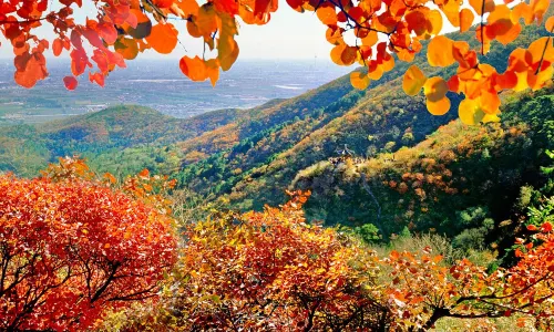 Beijing Fall Leaves Viewing