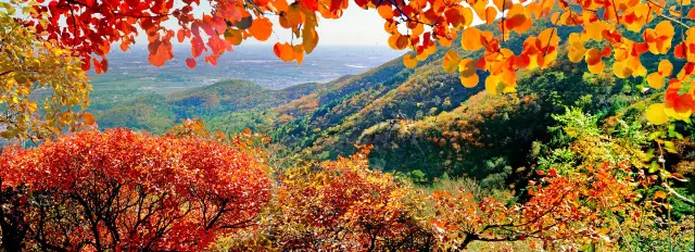 Beijing Fall Leaves Viewing