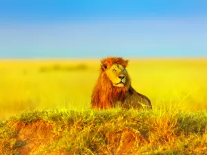 馬賽馬拉國家保護區