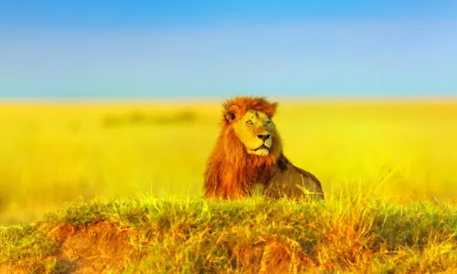 Maasai Mara National Reserve