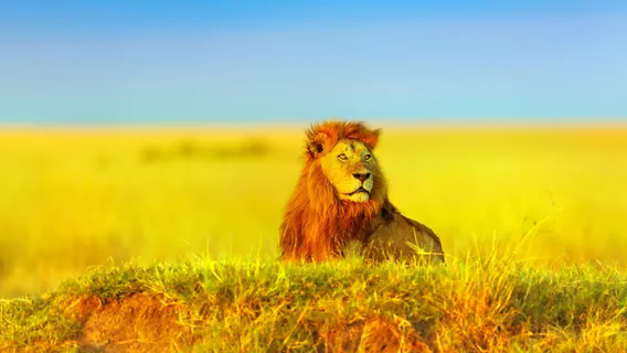 馬賽馬拉國家保護區