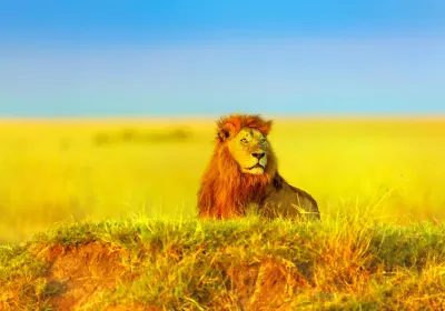 Narok