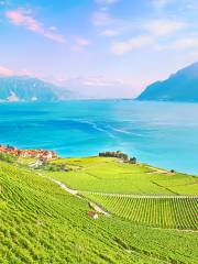 Lavaux Vineyard Terraces