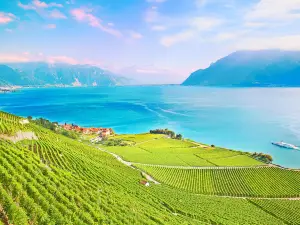 Lavaux Vineyard Terraces