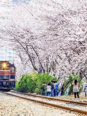 Gyeonghwa Station Cherry Blossom Road