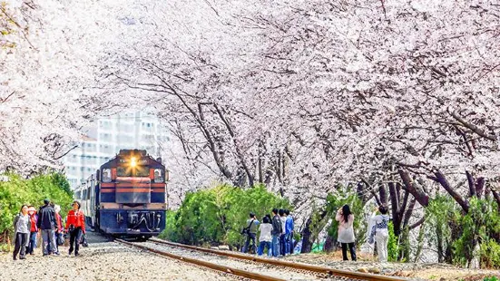 경화역 벚꽃길