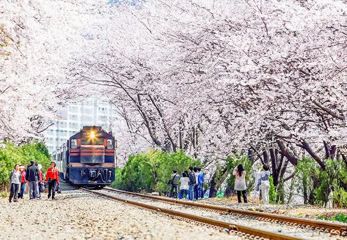 경화역 벚꽃길